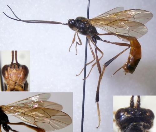 Aphanistes gliscens